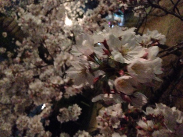 刈谷　桜